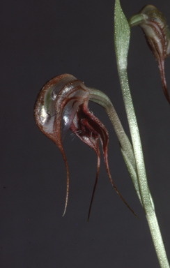 APII jpeg image of Pterostylis spathulata  © contact APII
