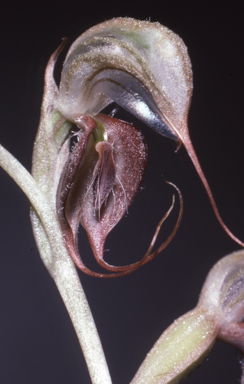 APII jpeg image of Pterostylis spathulata  © contact APII