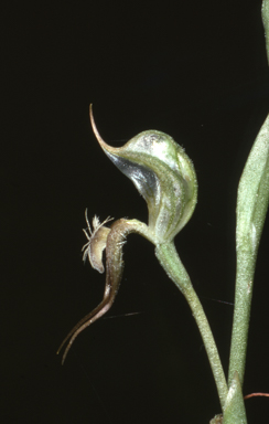 APII jpeg image of Pterostylis setifera  © contact APII