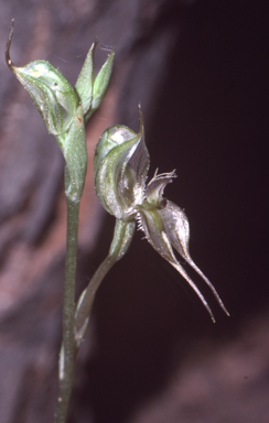 APII jpeg image of Oligochaetochilus setifer  © contact APII