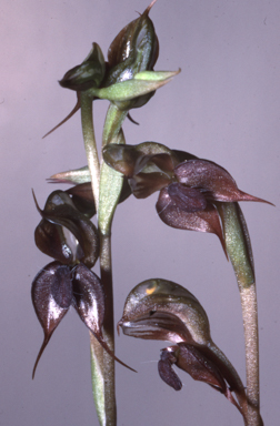 APII jpeg image of Pterostylis saxicola  © contact APII