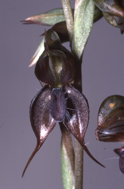 APII jpeg image of Oligochaetochilus saxicola  © contact APII