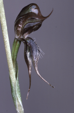 APII jpeg image of Pterostylis roensis  © contact APII