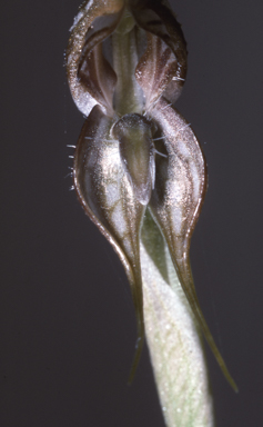 APII jpeg image of Oligochaetochilus roensis  © contact APII