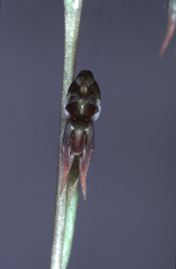 APII jpeg image of Pterostylis pusilla  © contact APII