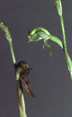 APII jpeg image of Pterostylis pusilla  © contact APII