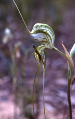 APII jpeg image of Pterostylis woollsii  © contact APII