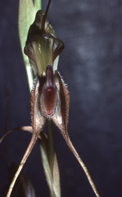 APII jpeg image of Pterostylis woollsii  © contact APII