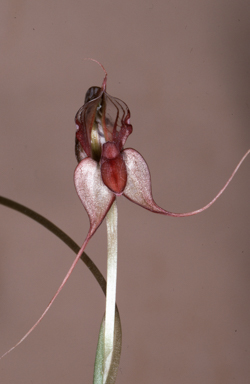 APII jpeg image of Oligochaetochilus mystacinus  © contact APII