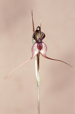 APII jpeg image of Oligochaetochilus mystacinus  © contact APII