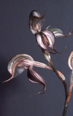 APII jpeg image of Pterostylis ovata  © contact APII