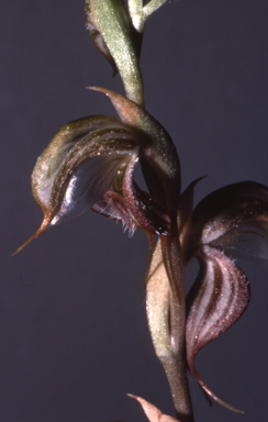 APII jpeg image of Pterostylis ovata  © contact APII