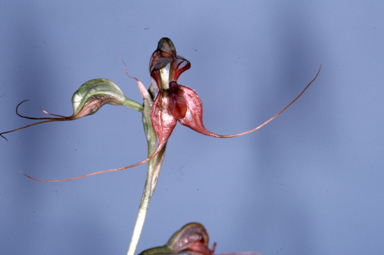 APII jpeg image of Oligochaetochilus mystacinus  © contact APII