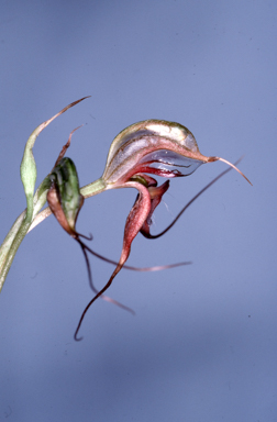 APII jpeg image of Oligochaetochilus mystacinus  © contact APII