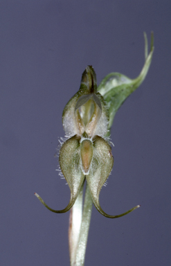 APII jpeg image of Oligochaetochilus ciliatus  © contact APII