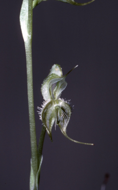 APII jpeg image of Pterostylis ciliata  © contact APII