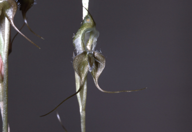 APII jpeg image of Oligochaetochilus insectifer  © contact APII