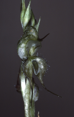 APII jpeg image of Pterostylis ciliata  © contact APII