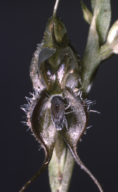 APII jpeg image of Pterostylis ciliata  © contact APII