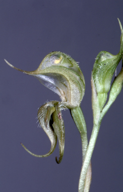 APII jpeg image of Oligochaetochilus ciliatus  © contact APII