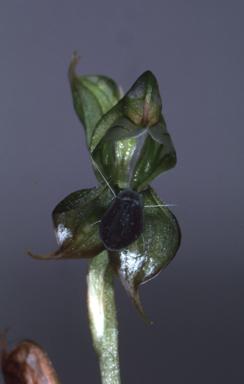 APII jpeg image of Oligochaetochilus gibbosus  © contact APII