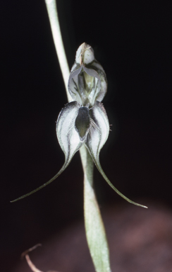 APII jpeg image of Pterostylis elegans  © contact APII