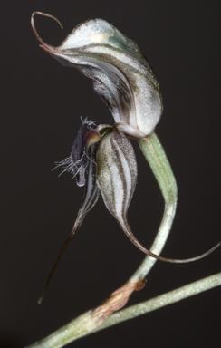 APII jpeg image of Oligochaetochilus elegantissimus  © contact APII