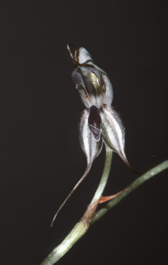 APII jpeg image of Pterostylis elegantissima  © contact APII