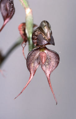 APII jpeg image of Oligochaetochilus arenicola  © contact APII