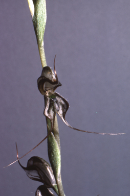 APII jpeg image of Pterostylis valida  © contact APII