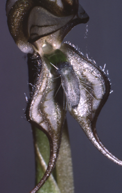 APII jpeg image of Pterostylis valida  © contact APII