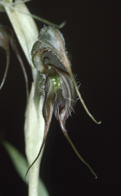 APII jpeg image of Pterostylis exsertus  © contact APII