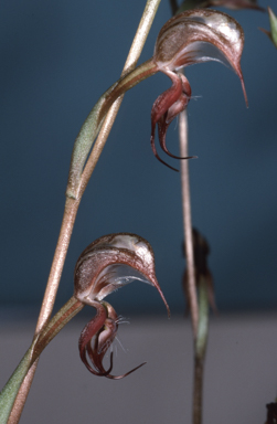 APII jpeg image of Pterostylis woollsii  © contact APII