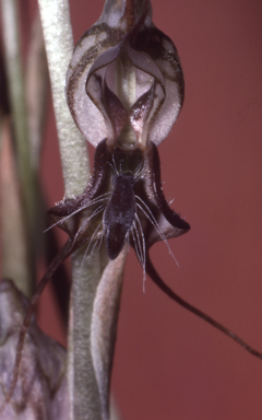 APII jpeg image of Pterostylis insectifera  © contact APII