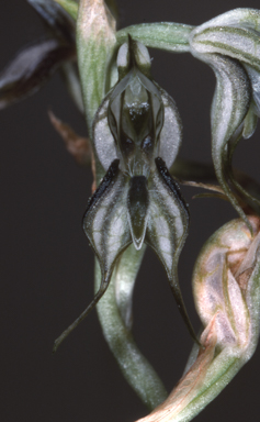 APII jpeg image of Pterostylis insectifera  © contact APII