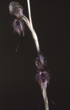 APII jpeg image of Oligochaetochilus lateritica  © contact APII