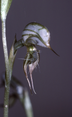 APII jpeg image of Pterostylis lateritica MS  © contact APII
