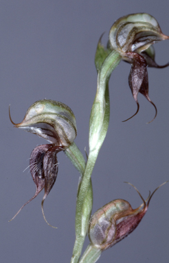 APII jpeg image of Pterostylis lateritica MS  © contact APII