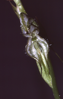 APII jpeg image of Pterostylis leptochila  © contact APII