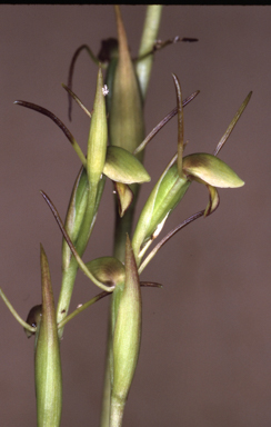 APII jpeg image of Orthoceras strictum  © contact APII