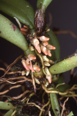 APII jpeg image of Oxysepala intermedia  © contact APII