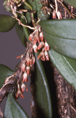 APII jpeg image of Bulbophyllum intermedium  © contact APII