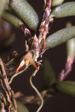 APII jpeg image of Bulbophyllum gadgarrense  © contact APII