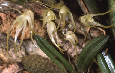 APII jpeg image of Bulbophyllum windsorense  © contact APII