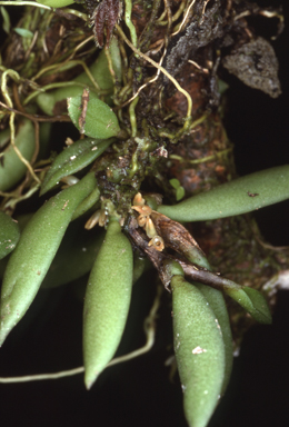 APII jpeg image of Bulbophyllum intermedium  © contact APII