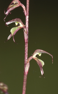 APII jpeg image of Acianthus fornicatus  © contact APII