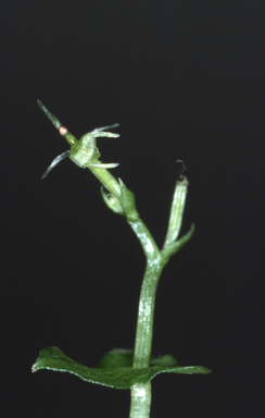 APII jpeg image of Stigmatodactylus sublestus  © contact APII