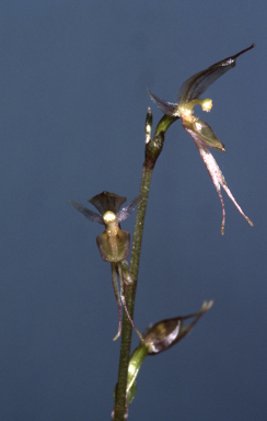 APII jpeg image of Acianthus exsertus  © contact APII