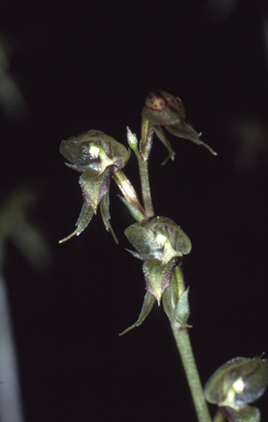 APII jpeg image of Acianthus fornicatus  © contact APII