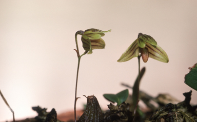 APII jpeg image of Bulbophyllum lilianae  © contact APII